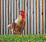 Rooster Beside Striped Wall_DSCF4720